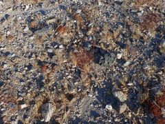 Chorizanthe corrugata