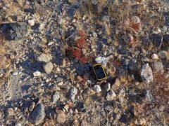 Chorizanthe corrugata