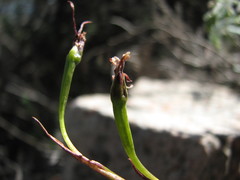 Diuris pardina