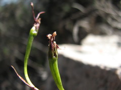 Diuris pardina