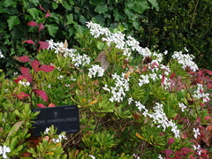 Iberis semperflorens