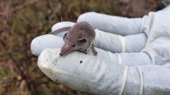 Crocidura suaveolens