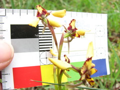 Diuris pardina