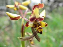 Diuris pardina
