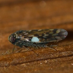 Xestocephalus