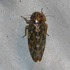 Xestocephalus