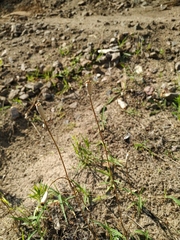 Papaver dubium stevenianum
