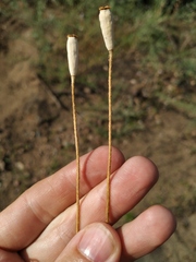 Papaver dubium stevenianum