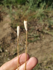 Papaver dubium stevenianum