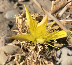 Mentzelia laevicaulis