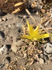 Mentzelia laevicaulis