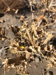 Mentzelia laevicaulis