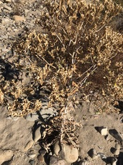 Mentzelia laevicaulis