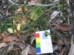 Diuris pardina