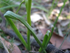 Diuris pardina