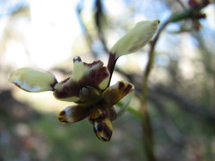 Diuris pardina