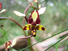 Diuris pardina