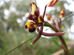 Diuris pardina