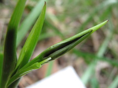 Diuris pardina