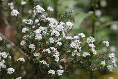 Epacris breviflora