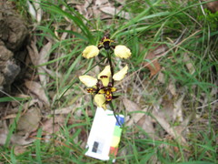 Diuris pardina