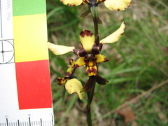 Diuris pardina