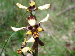 Diuris pardina