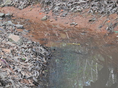 Indolestes tenuissimus
