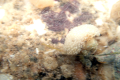 Stimdromia lateralis