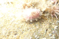 Amblychilepas nigrita