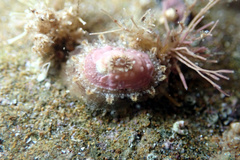 Amblychilepas nigrita