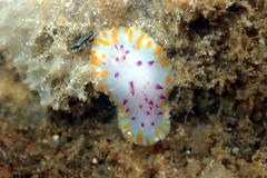 Mexichromis macropus