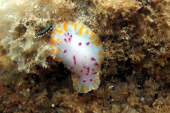Mexichromis macropus