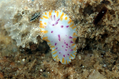 Mexichromis macropus