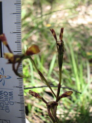Diuris pardina