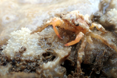 Schizophrys rufescens
