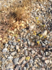 Eriogonum inflatum