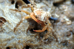 Schizophrys rufescens