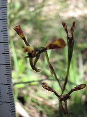 Diuris pardina