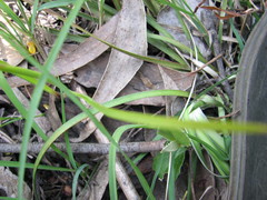 Diuris pardina