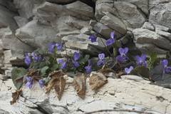 Viola alba dehnhardtii