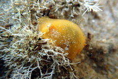 Doriopsilla carneola