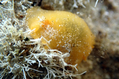 Doriopsilla carneola
