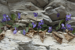 Viola alba dehnhardtii