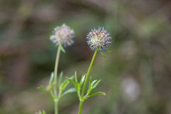 Opercularia scabrida