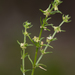 Rough Bedstraw - Photo (c) Kym Nicolson, some rights reserved (CC BY), uploaded by Kym Nicolson