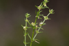 Rough Bedstraw - Photo (c) Kym Nicolson, some rights reserved (CC BY), uploaded by Kym Nicolson