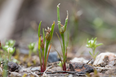Centrolepis aristata