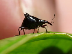 Scolopterus penicillatus