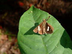 Notocrypta curvifascia